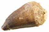 Fossil Mosasaur (Thalassotitan) Tooth - Morocco #341523-1